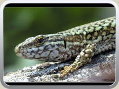 _DSC4417
