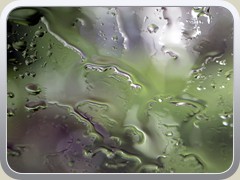 Macro0281